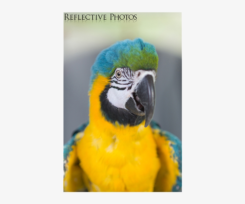 Fluffed Blue And Gold Macaw - Blue-and-yellow Macaw, transparent png