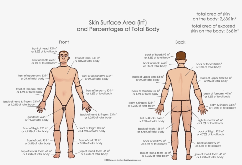 Ds Store - Back Pain, transparent png