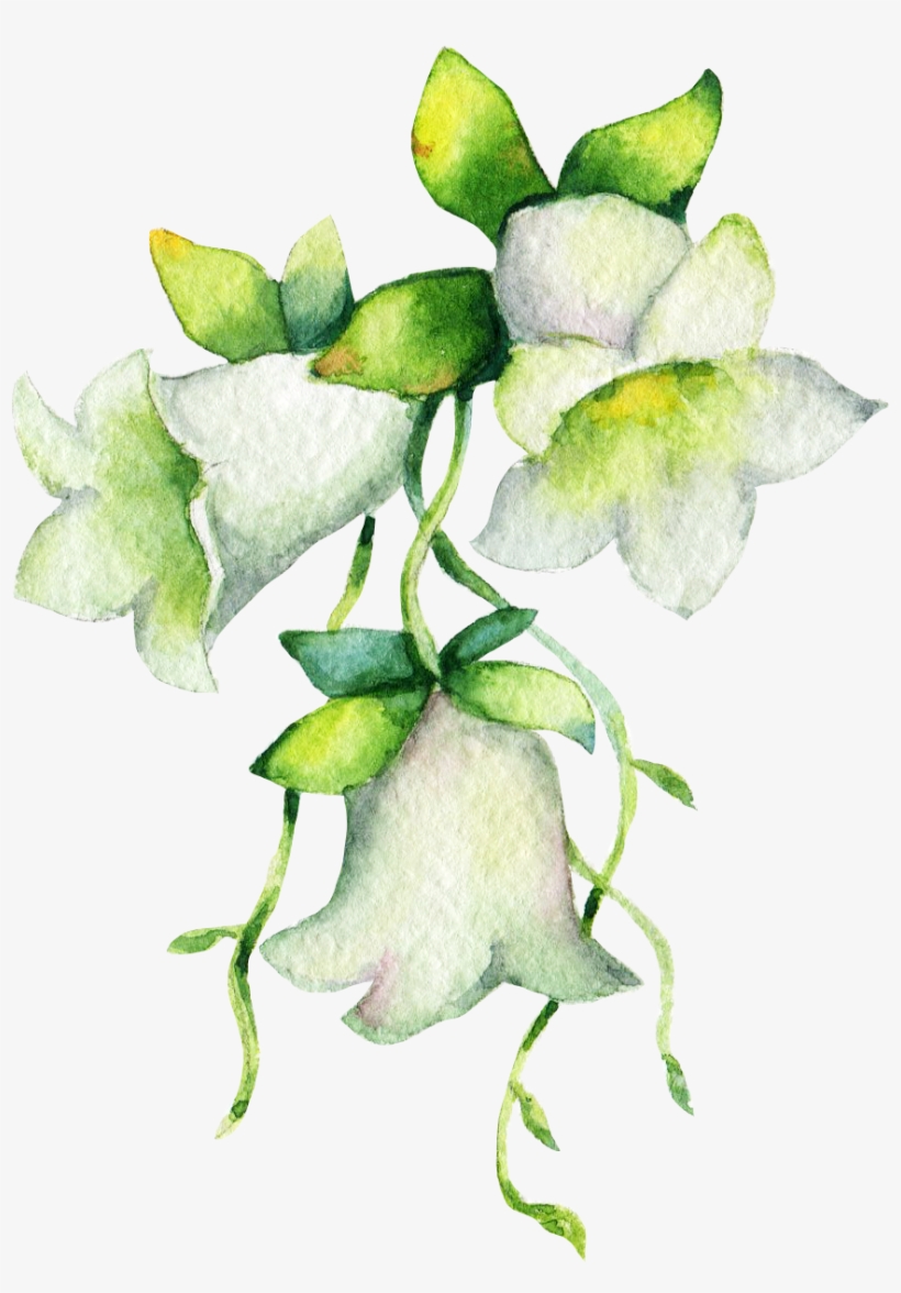Dang Shen - Lily Of The Valley, transparent png