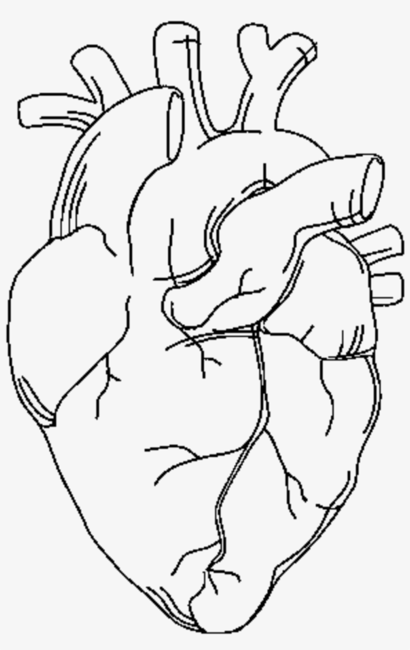 Report Abuse - Outline Of A Human Heart, transparent png