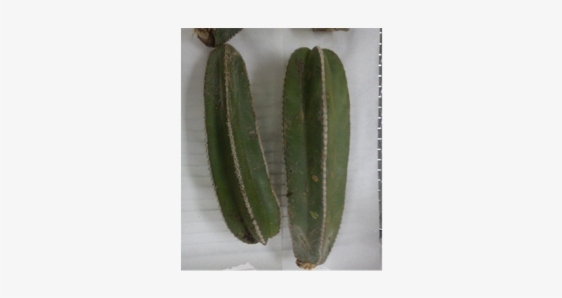 (b) - San Pedro Cactus, transparent png