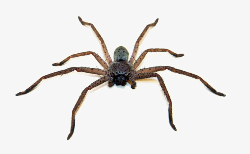 Brown Spider Png Photo - Deadliest Spider In Australia, transparent png