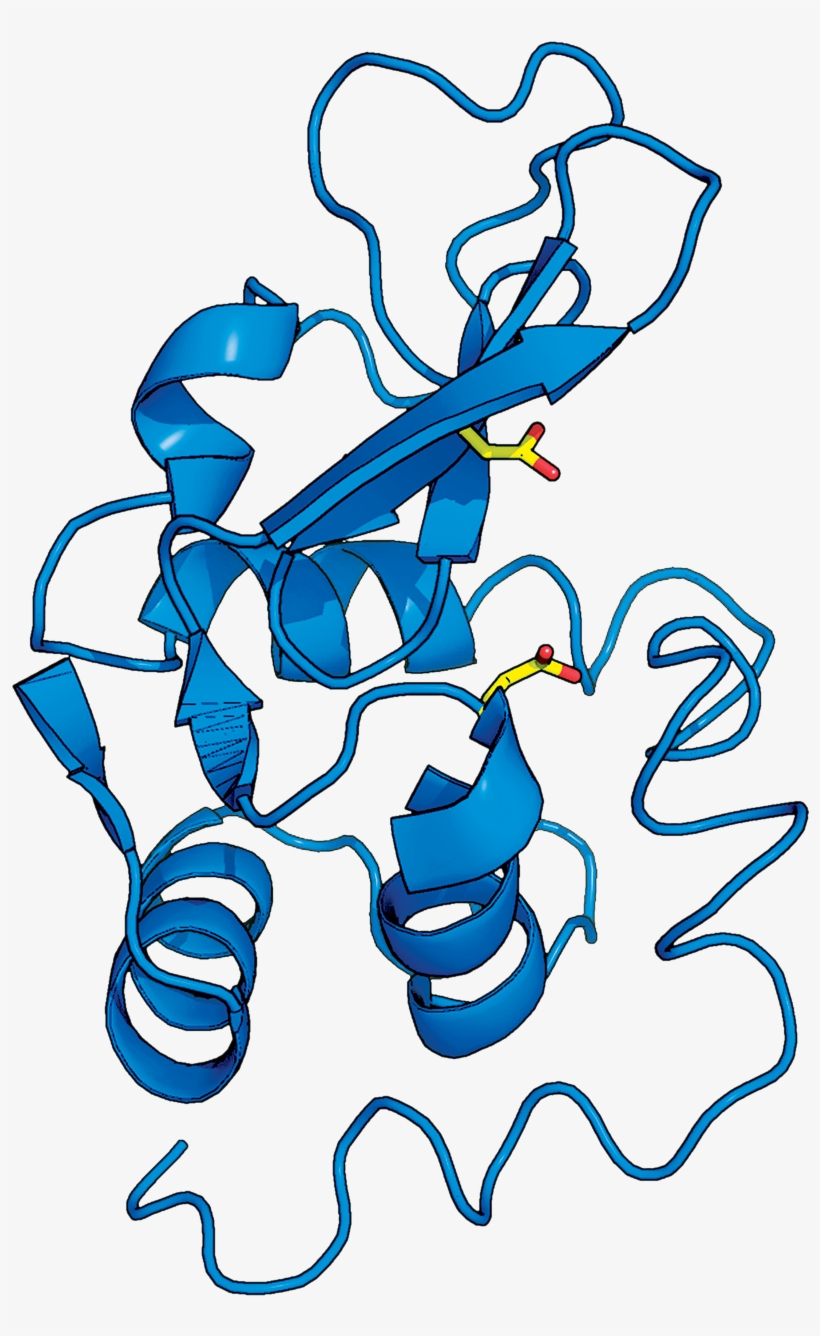 First X-ray Crystal Structure Of An Enzyme Helped Scientists, transparent png