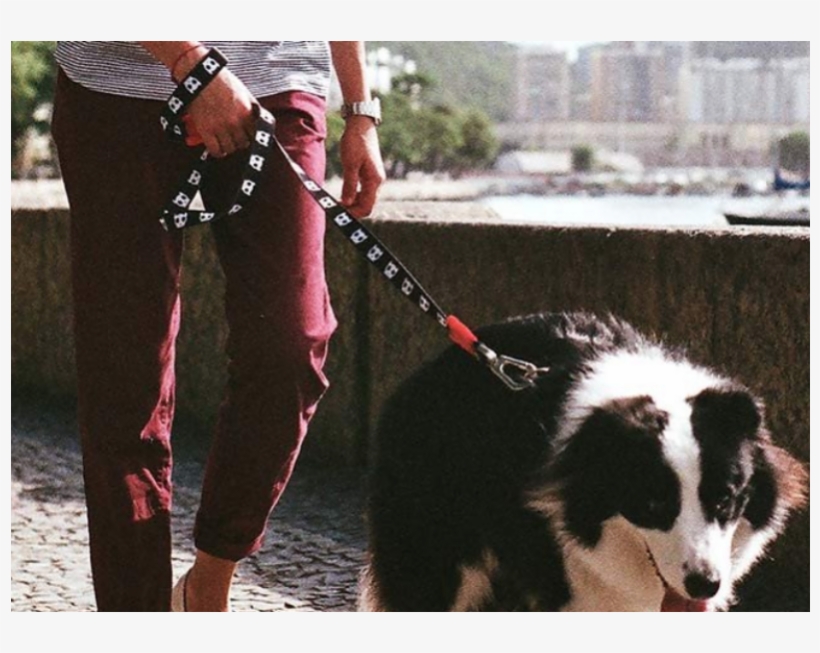 Skull Collection - Dog, transparent png