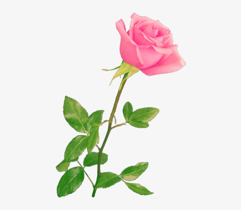 Photoshop Rose, transparent png