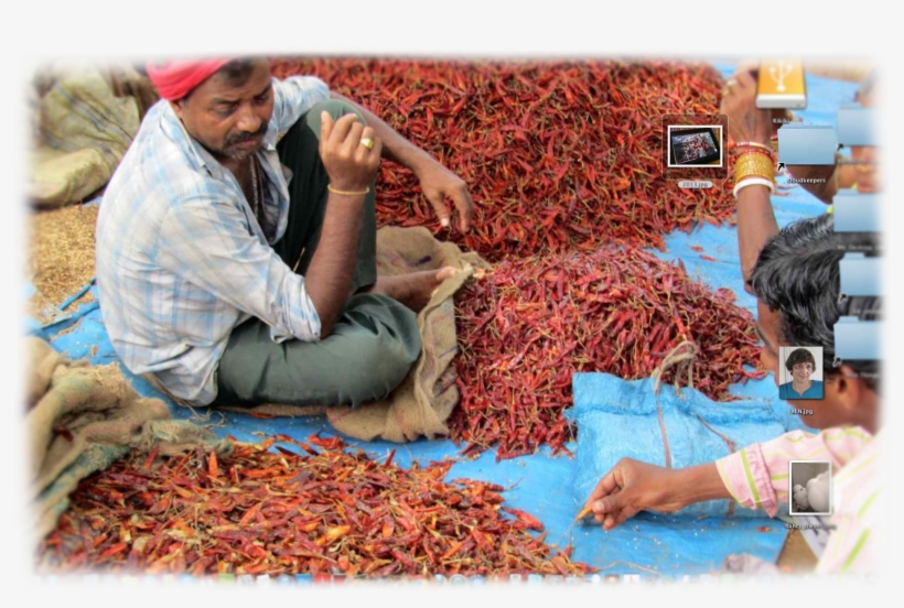 Jpeg 10 Aug 2013 - Chili Pepper, transparent png