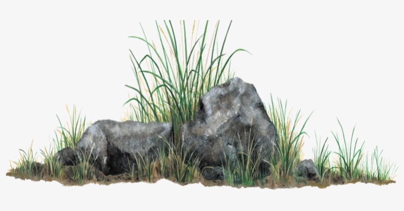 Rock And Grass, transparent png