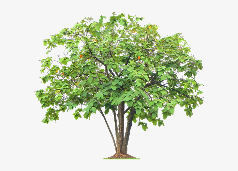 Thumb Image - Orange Tree Without Oranges, transparent png