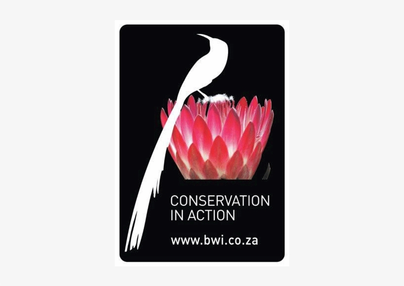 Biodiversity & Wine Initiative - Protea, transparent png