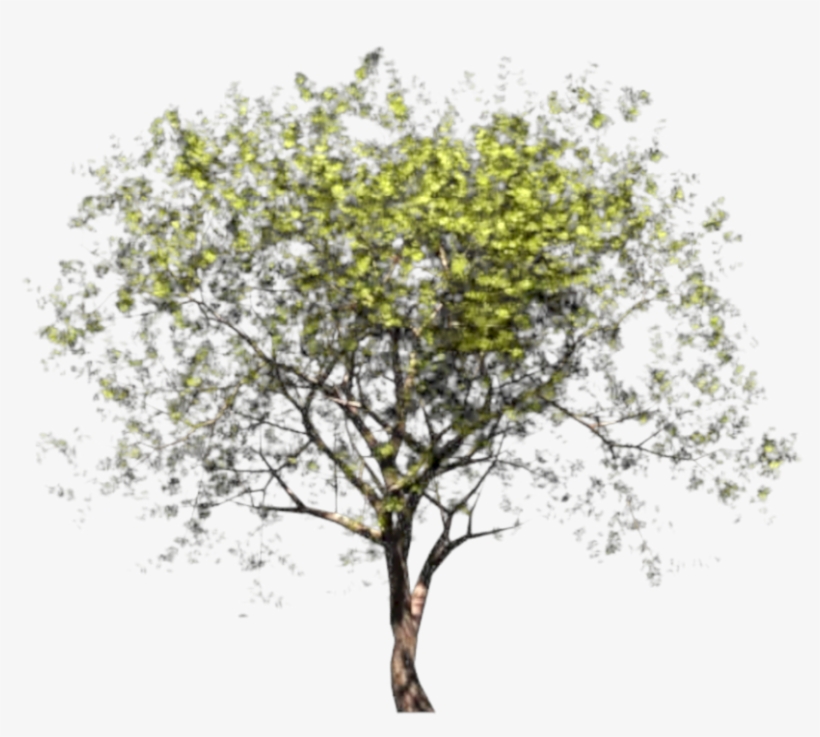Anterior Siguiente - Pear, transparent png
