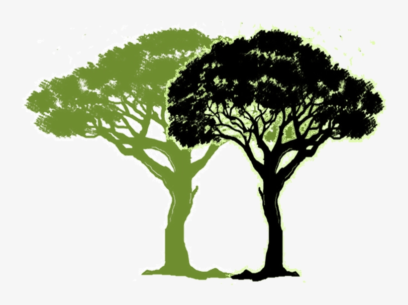 Links & Resources - Tree Of Life, transparent png