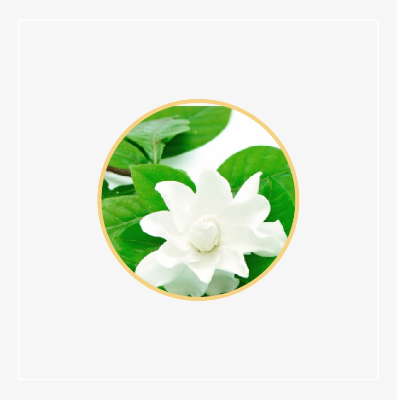 Gardenia Breeze - Artificial Flower, transparent png