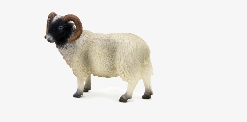 Animal Planet Black Faced Sheep (ram), transparent png