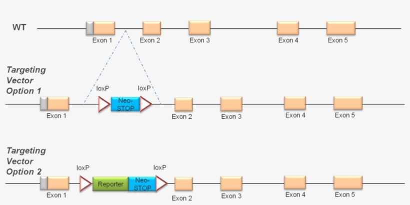 Knockout First With Rescue Of Expression From Genetargeting - Knock Out First, transparent png