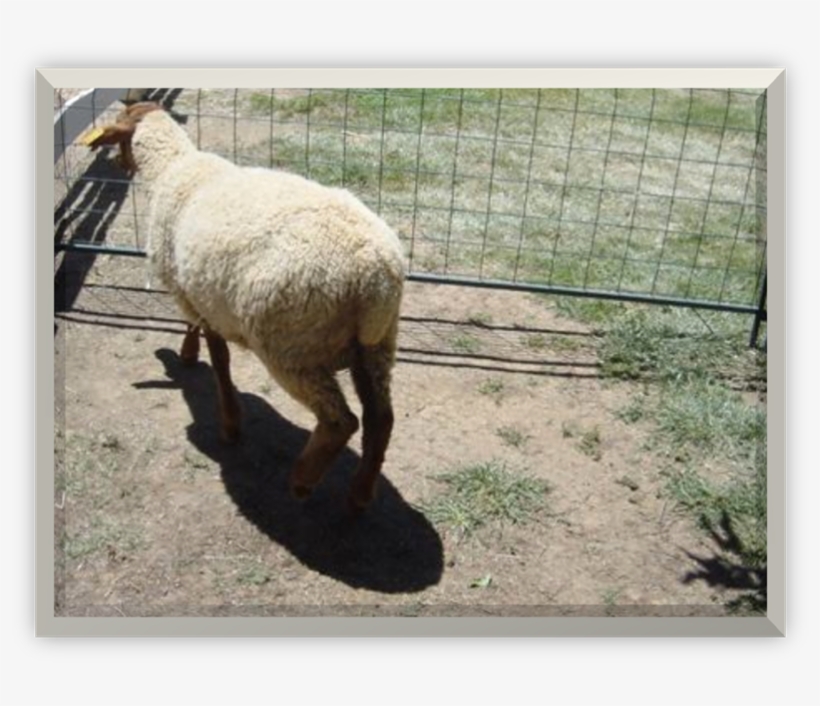 California Red Sheep Ram - Sheep, transparent png