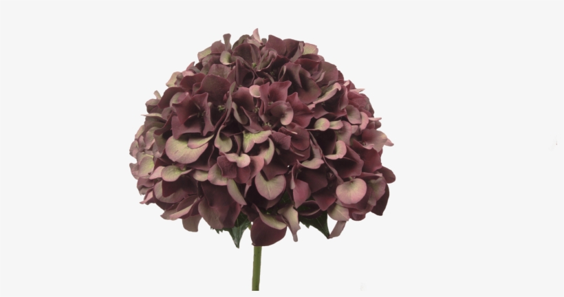 Hydrangea Ruby Red Classic - Bouquet, transparent png