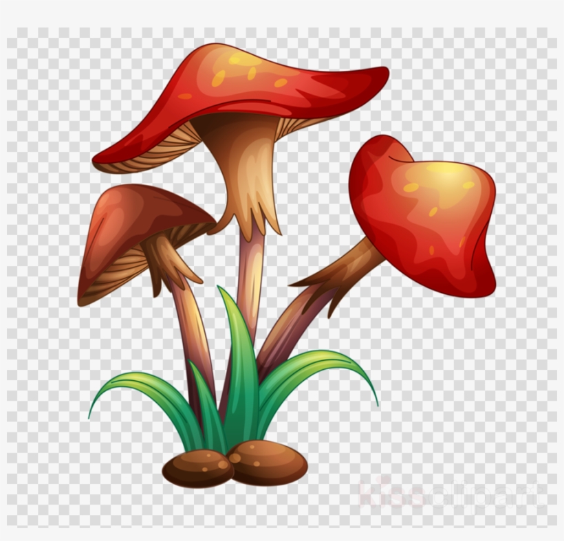 Different Types Of Plants Clipart Plants Plant Cell - Different Mushrooms, transparent png