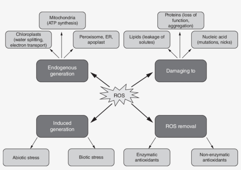The Consequences And Removal Of The Production Of Reactive - Reactive Oxygen Species, transparent png