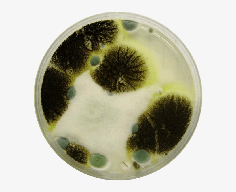 Mold Petri Dish, transparent png