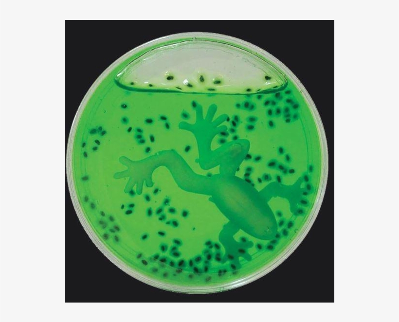Auction - Petri Dish, transparent png