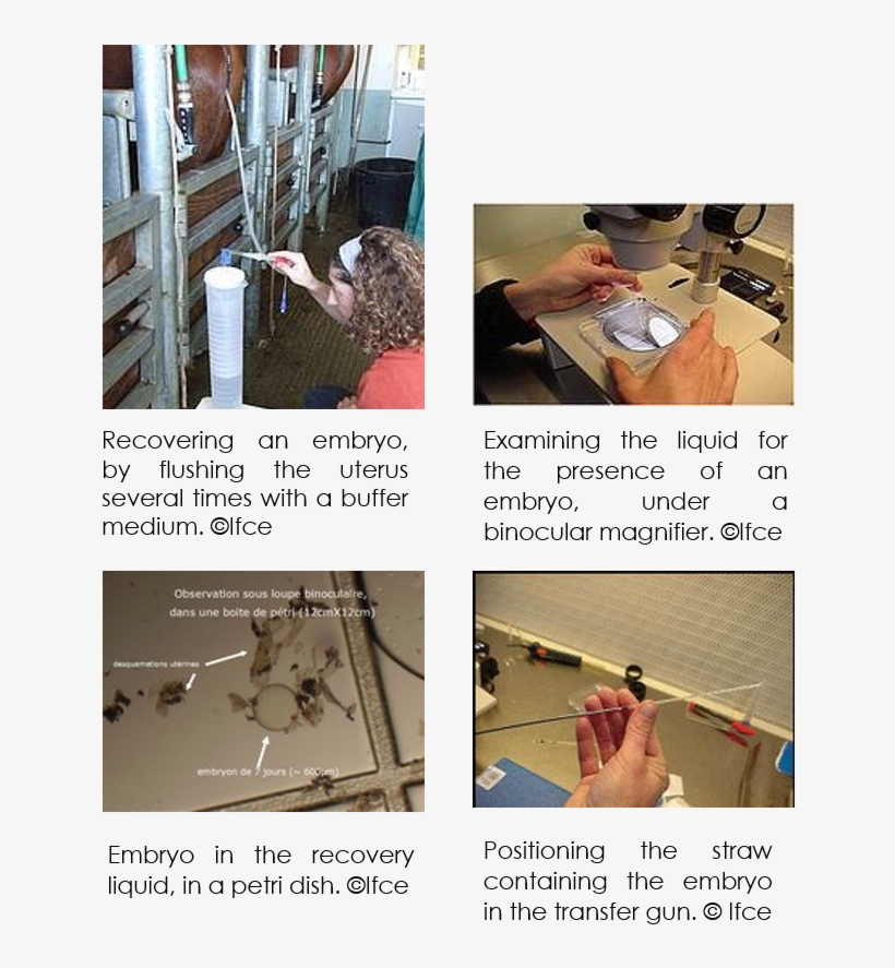 Technical Results Observed In The Field - Floor, transparent png
