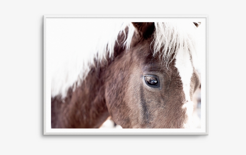 Brown Horse Aiko - Black, transparent png