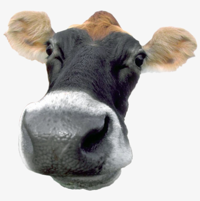 A Typical French Cow That Produces Chocolate Milk - Cow Tipping Champ Wall Clock, transparent png