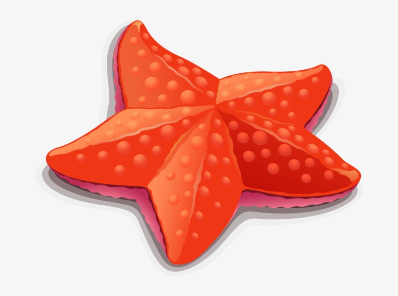 Starfish, transparent png