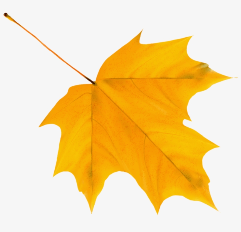 Download Yellow Autumn Leaf Clipart Png Photo - Autumn Leaf Png, transparent png