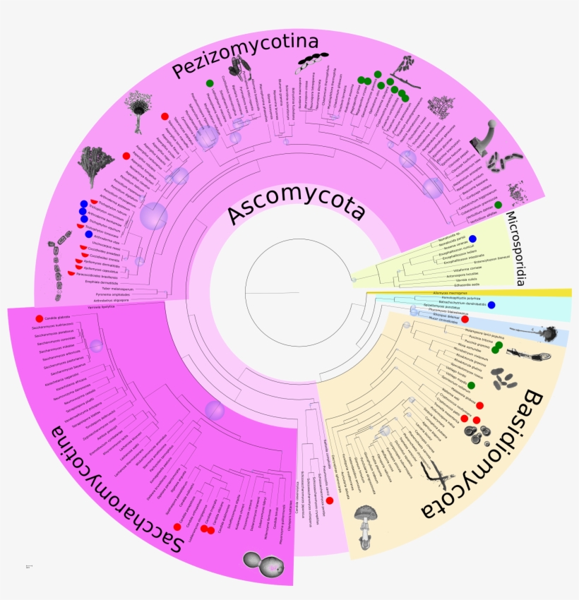 Previousnext - Circle, transparent png