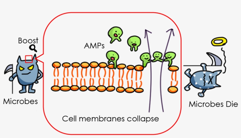 1 Scheme Of Amps Working To Cell Membranes - Cell Membrane With Amps, transparent png