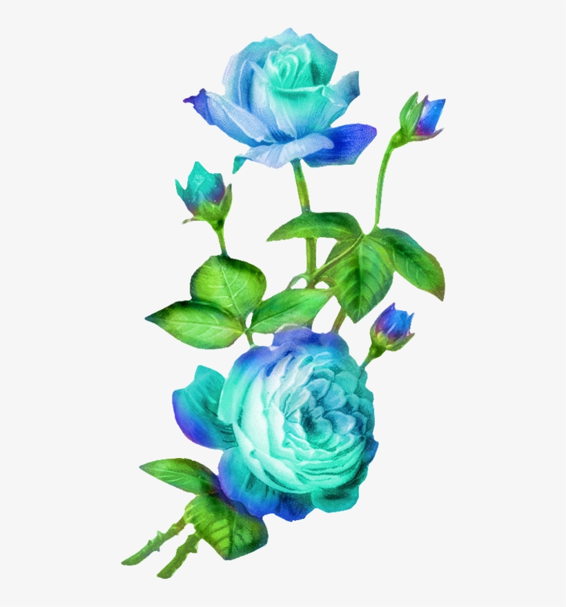 Blue Roses - Garden Roses, transparent png
