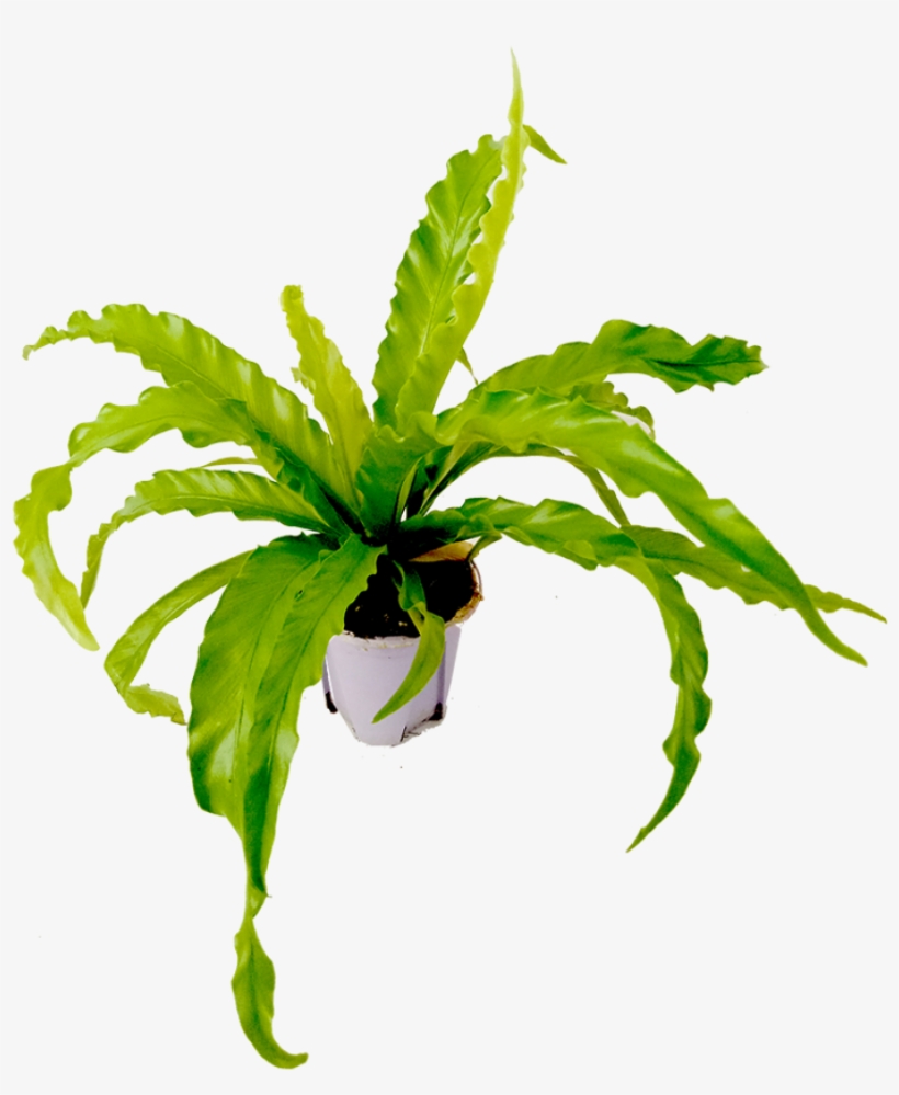 Bird Nest Leaf Png, transparent png