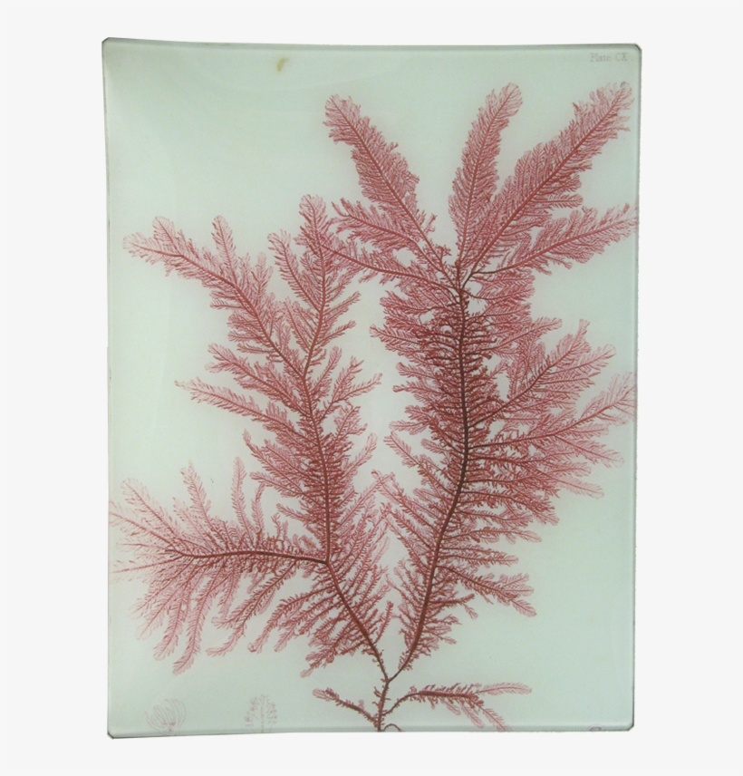 #22 Seaweed John Derian Company Inc - Art Print: Red Botanical Study Iv By Kimberly Poloson, transparent png