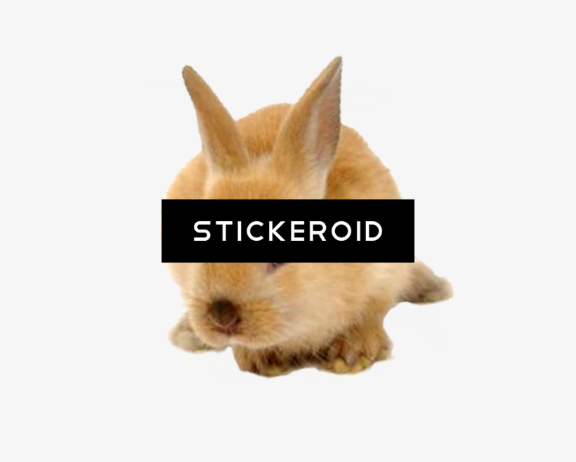 Rabbit, transparent png