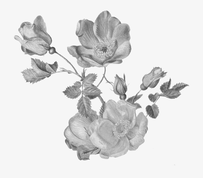 Experiential Design - Botany, transparent png