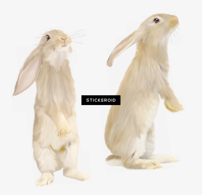 Rabbit - Portable Network Graphics, transparent png