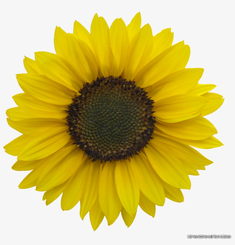 Download Sunflower Images Free, transparent png