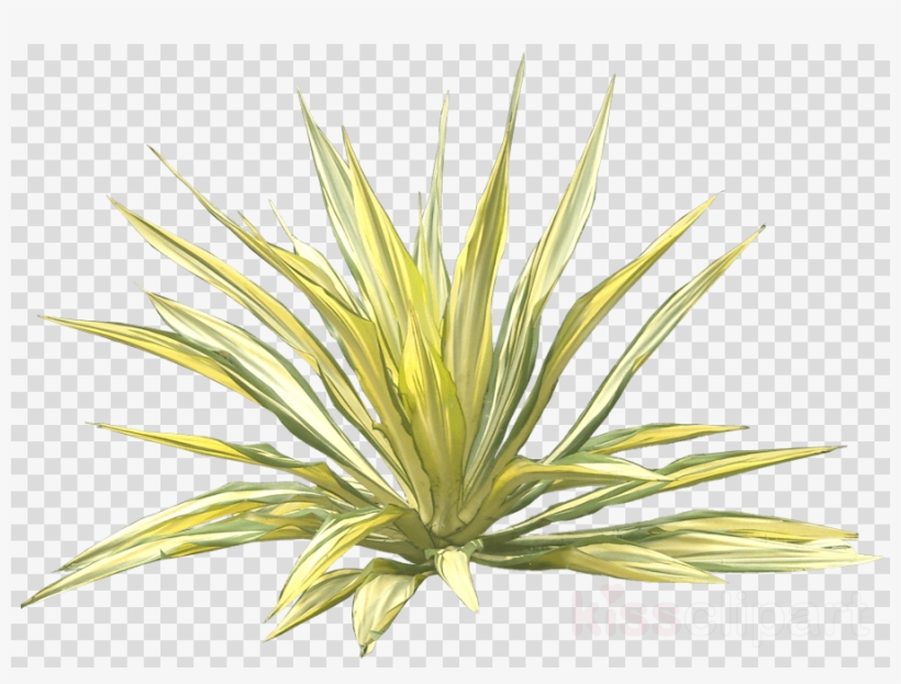 Furcraea Png Clipart Mauritius Hemp - Agave Azul, transparent png
