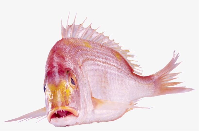 Beautiful Physical Red Fish Png - 水 产品, transparent png