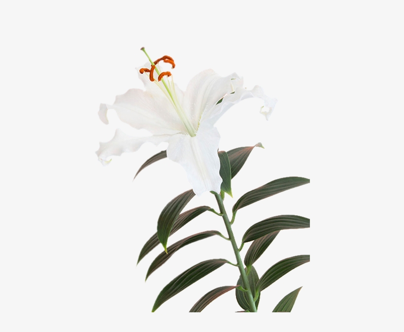 #tumblr - Illustration, transparent png