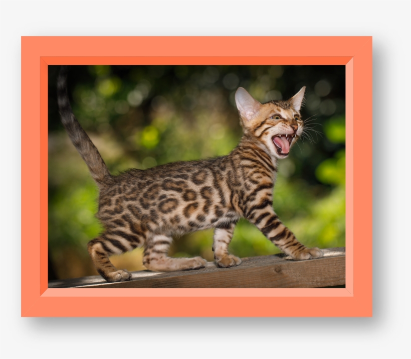 At About The Same Time, Dr - Bengal Cat, transparent png