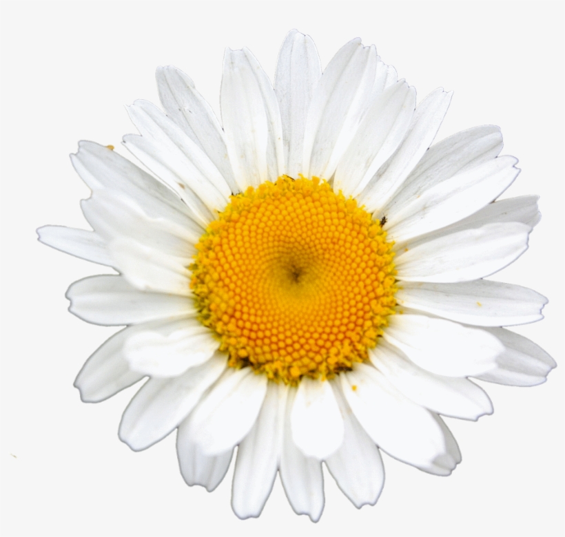 Free Flower Clip Art Images - Flower, transparent png