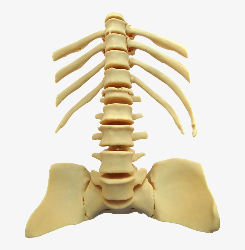 Torso No Background Pro Firm Cream 100 Micron - Liquid, transparent png