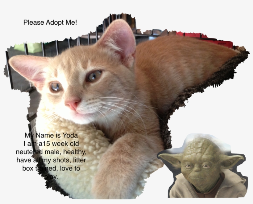 Yoda, transparent png