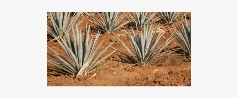 Proceso Orgánico Proceso Orgánico - Agave Azul, transparent png