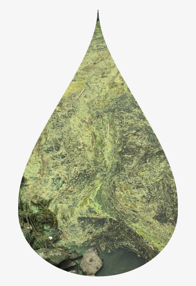 22 Oct 2015 - Green Algae, transparent png