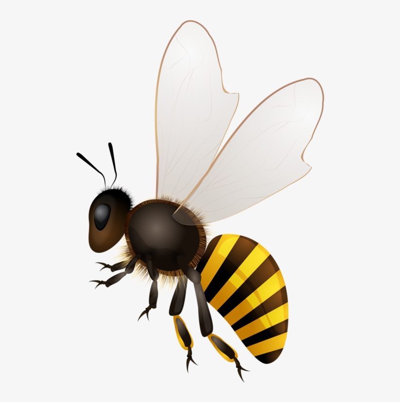 Abeilles Abeja Abelha Bees - Honey Bee Drawing Png, transparent png