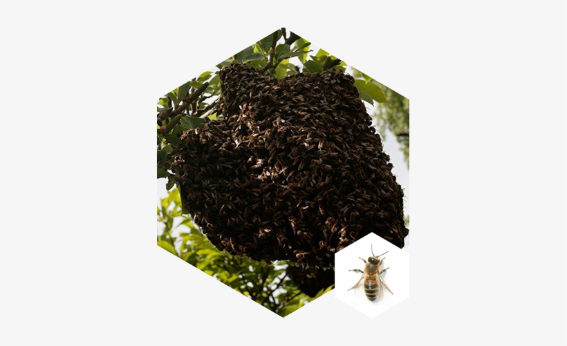 Honey Bee Swarm - New Complete Guide To Beekeeping [book], transparent png
