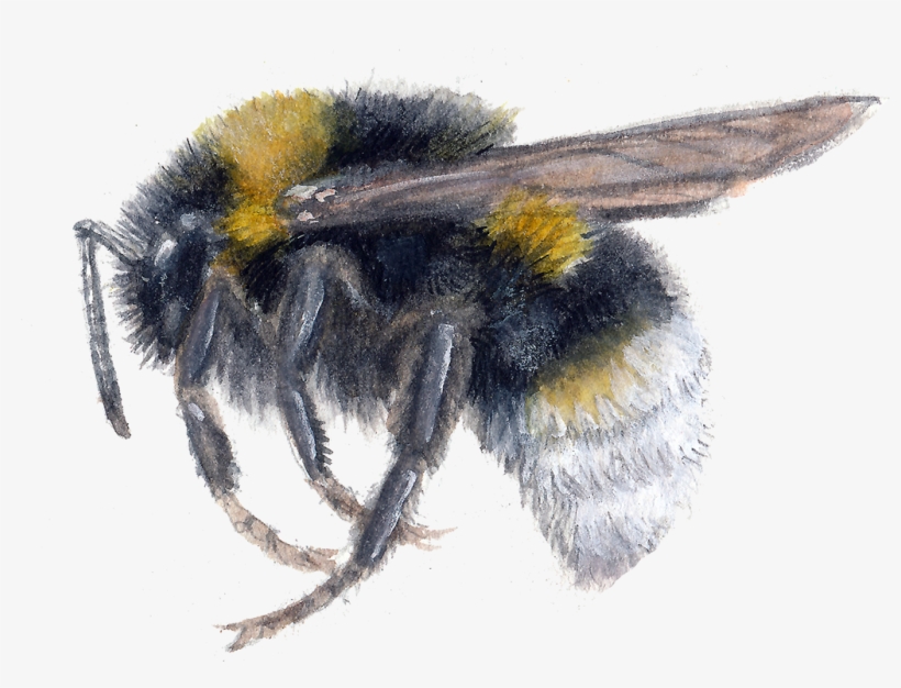 Bumblebee, transparent png